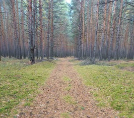 Прирезка лесных участков Кадастровые работы в Всеволжске